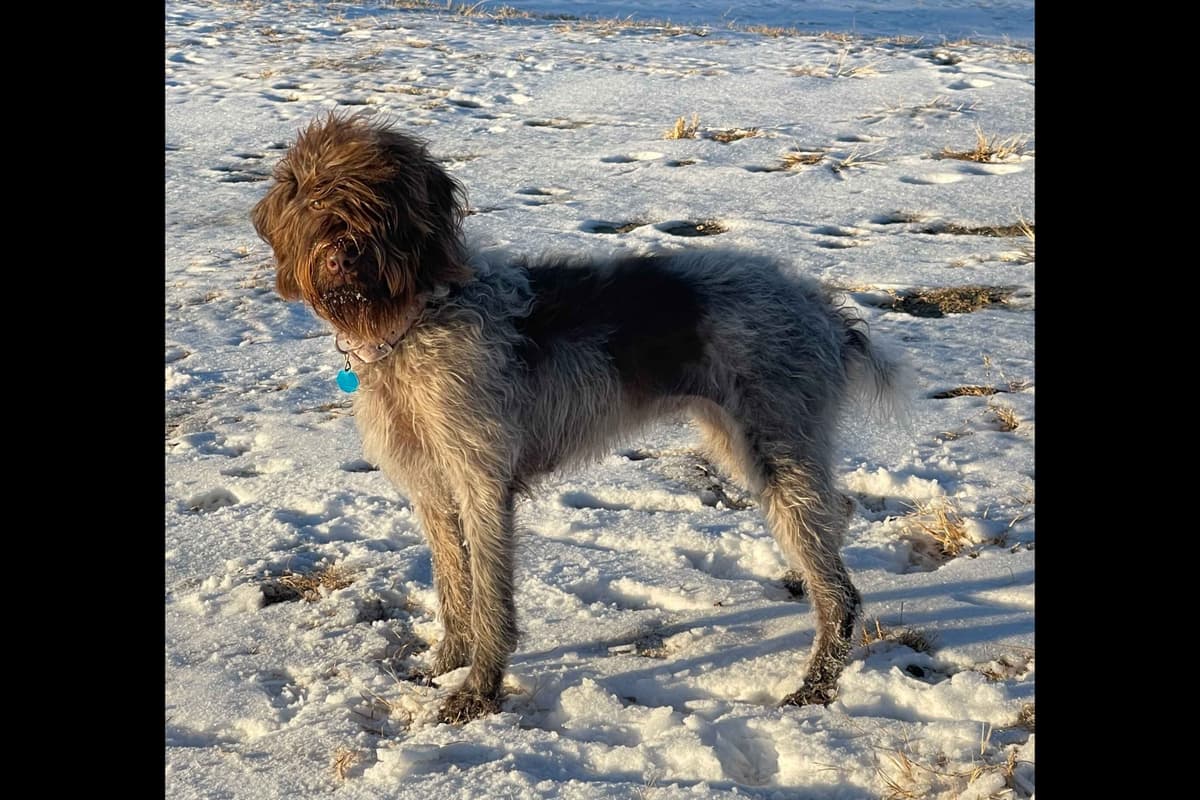 Wirehaired Pointing Griffon Puppies breeder image 11