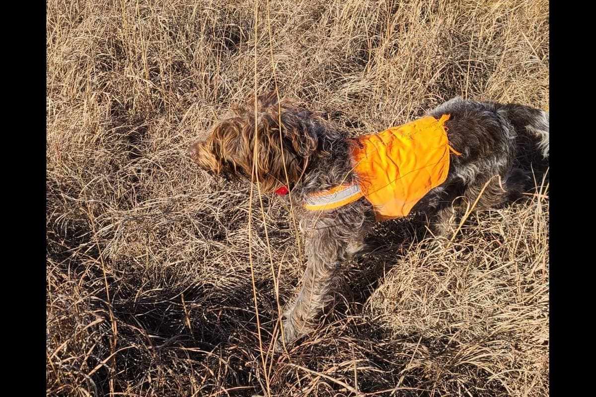Wirehaired Pointing Griffon Puppies breeder image 12