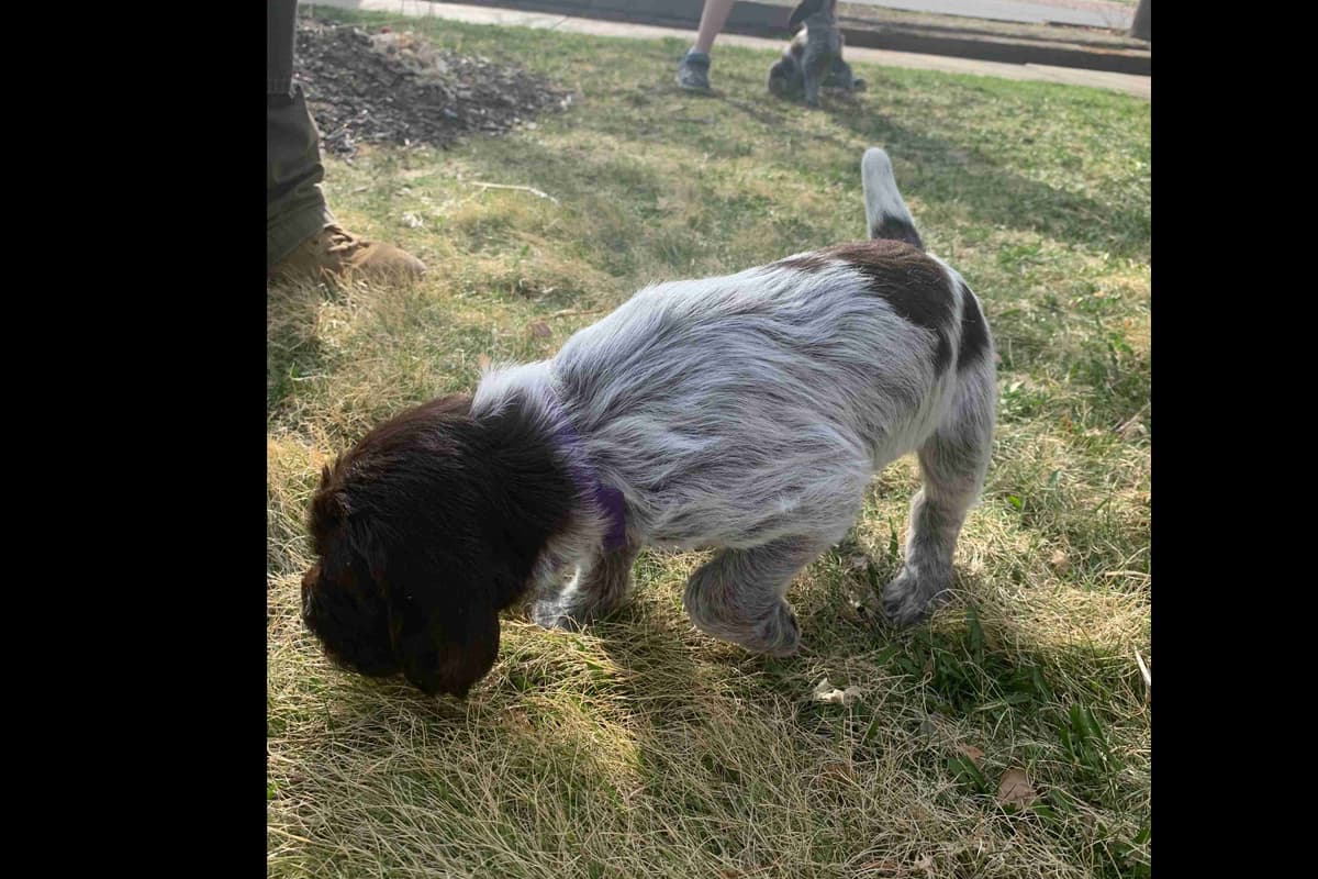 Wirehaired Pointing Griffon Puppies breeder image 2