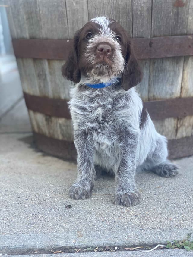 Wirehaired Pointing Griffon Puppies media 3