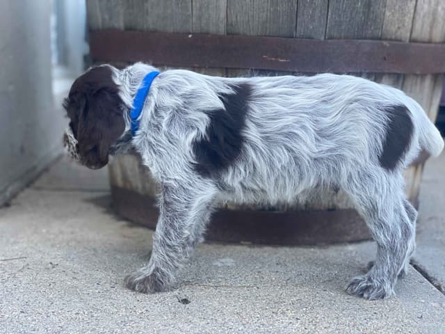 Wirehaired Pointing Griffon Puppies media 4