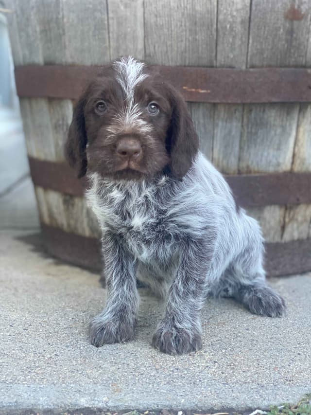 Wirehaired Pointing Griffon Puppies media 5