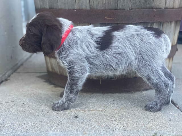Wirehaired Pointing Griffon Puppies media 6