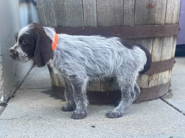 Wirehaired Pointing Griffon Puppies media 8