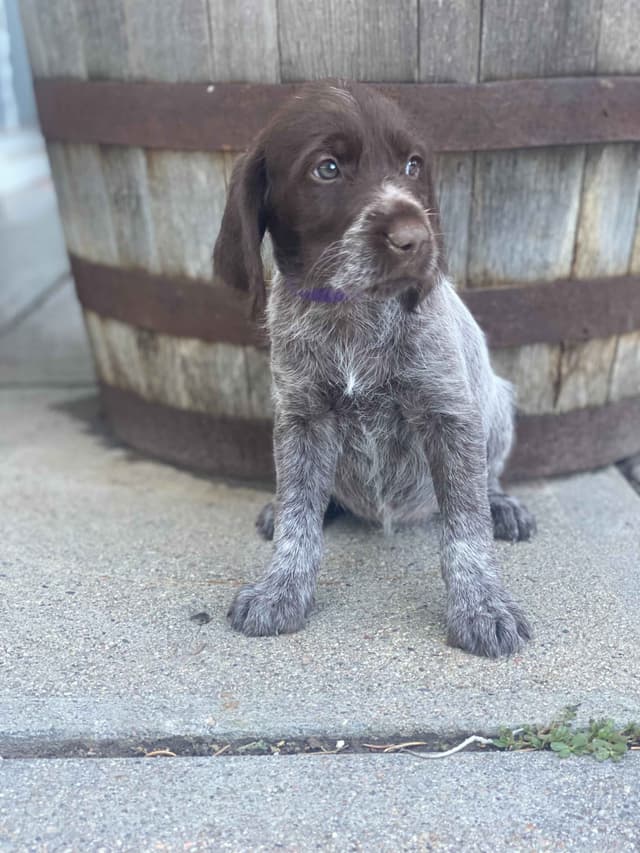 Wirehaired Pointing Griffon Puppies media 9