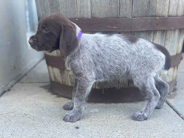 Wirehaired Pointing Griffon Puppies media 10