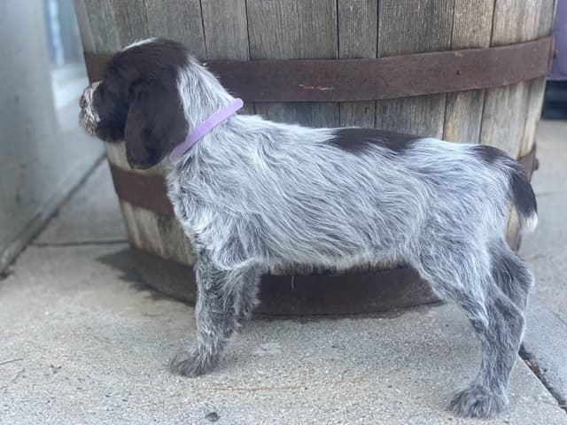Wirehaired Pointing Griffon Puppies media 12