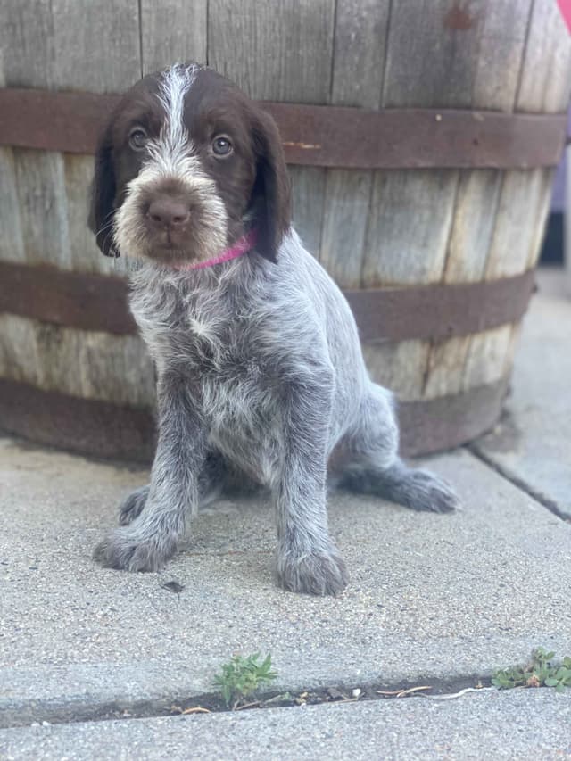 Wirehaired Pointing Griffon Puppies media 13