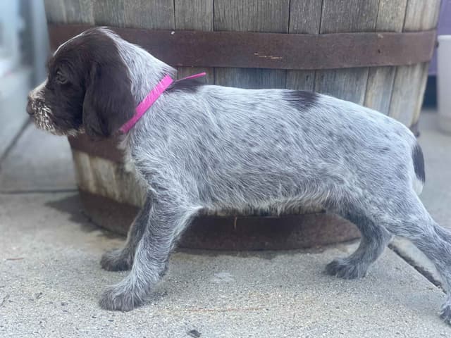 Wirehaired Pointing Griffon Puppies media 14
