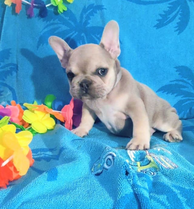 French Bulldog Puppies media 2
