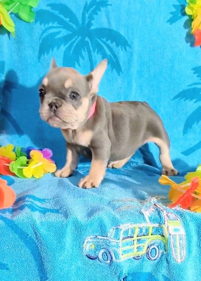 French Bulldog Puppies media 4