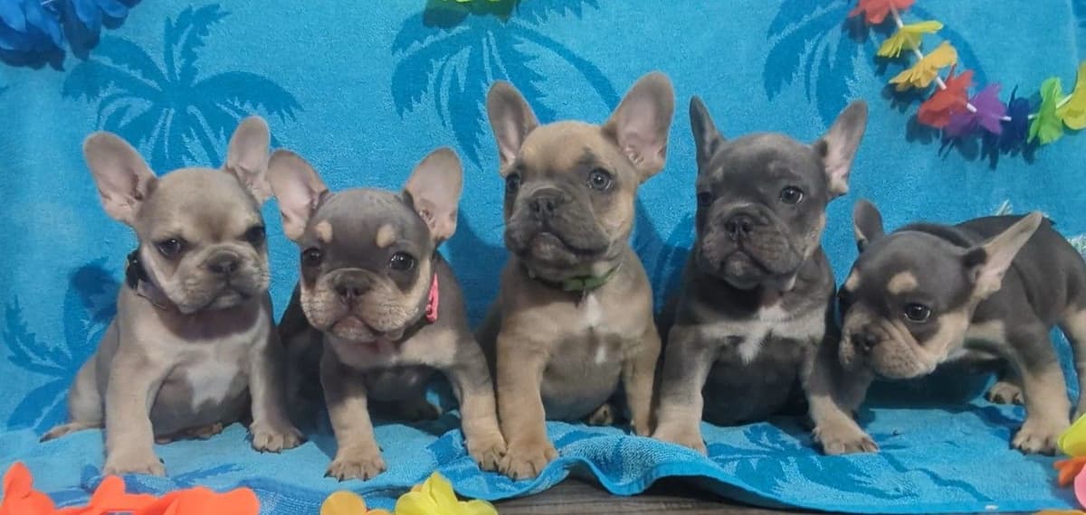 French Bulldog Puppies breeder image 1