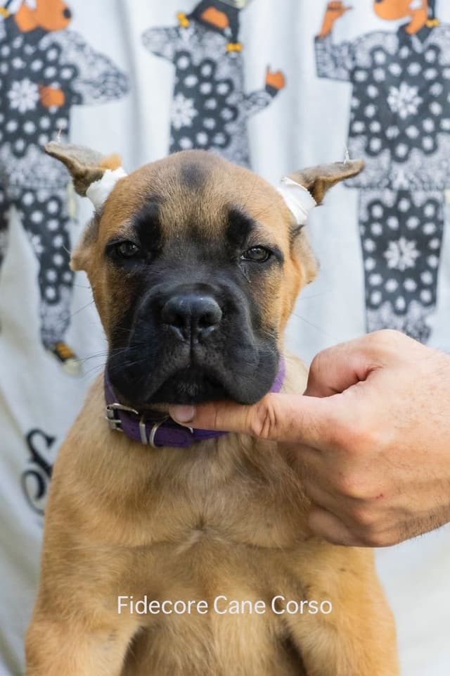 Fidecore Cane Corso Puppies media 3