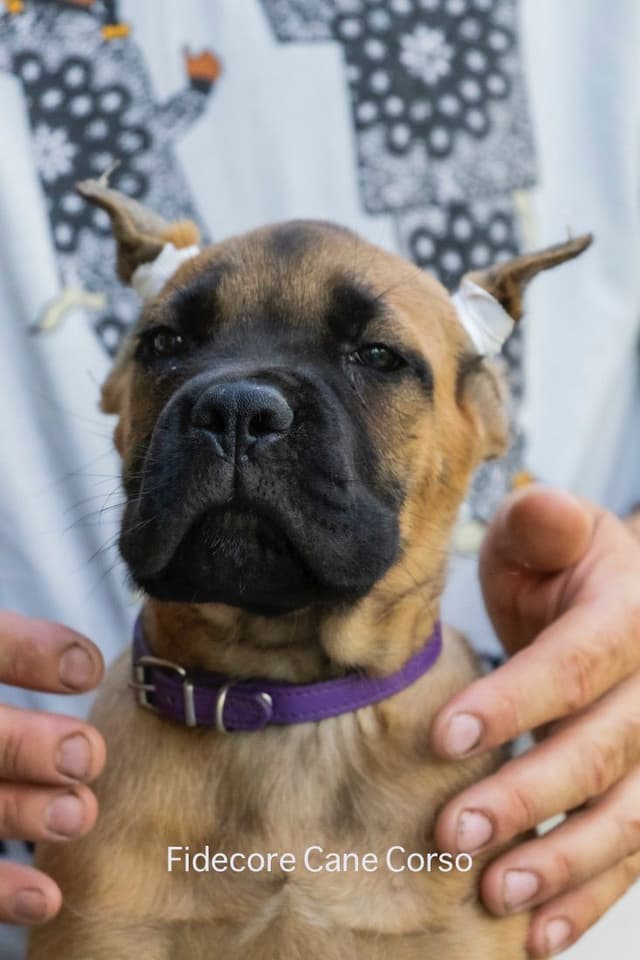 Fidecore Cane Corso Puppies media 4