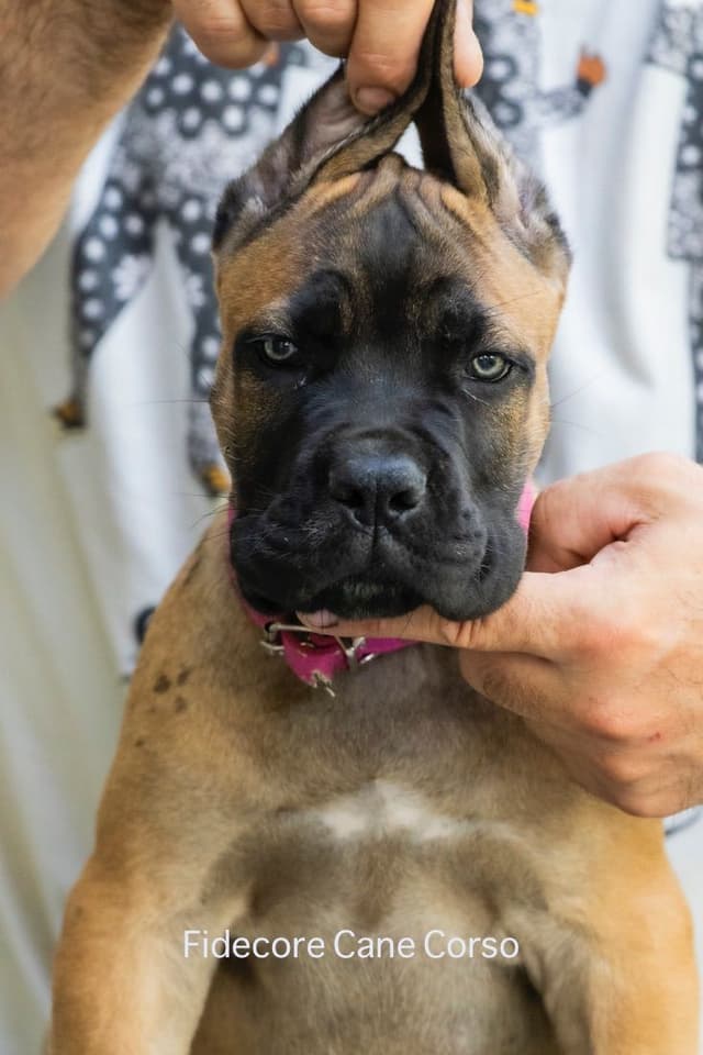 Fidecore Cane Corso Puppies media 5