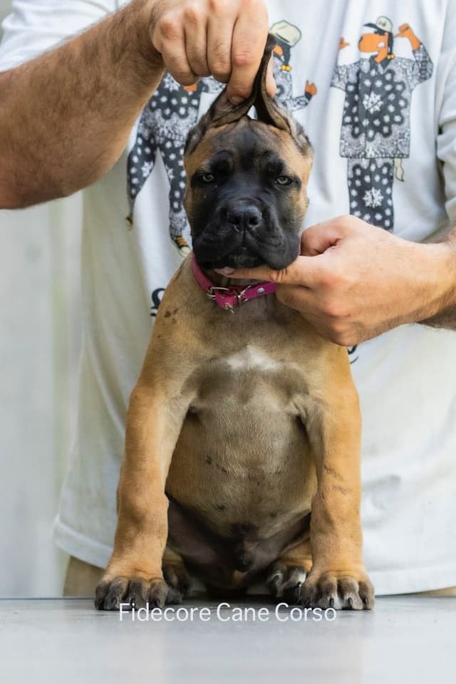 Fidecore Cane Corso Puppies media 6