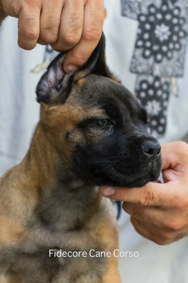 Fidecore Cane Corso Puppies media 8