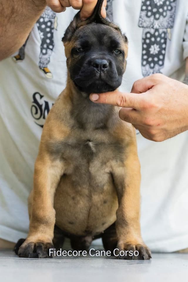 Fidecore Cane Corso Puppies media 9