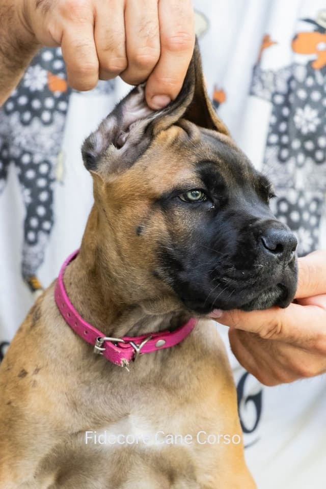 Fidecore Cane Corso Puppies media 10