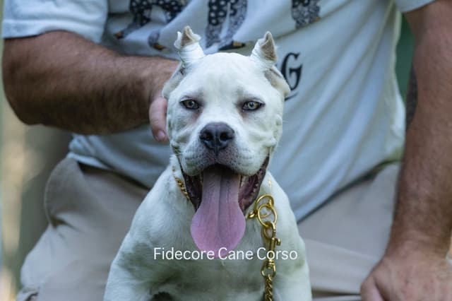 FIDECORE Cane Corso Puppies media 2