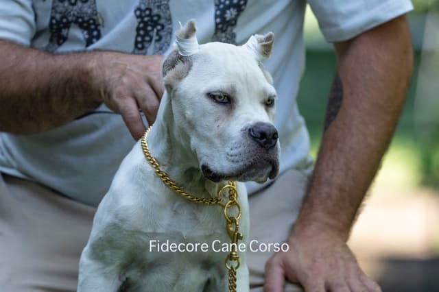 FIDECORE Cane Corso Puppies media 3