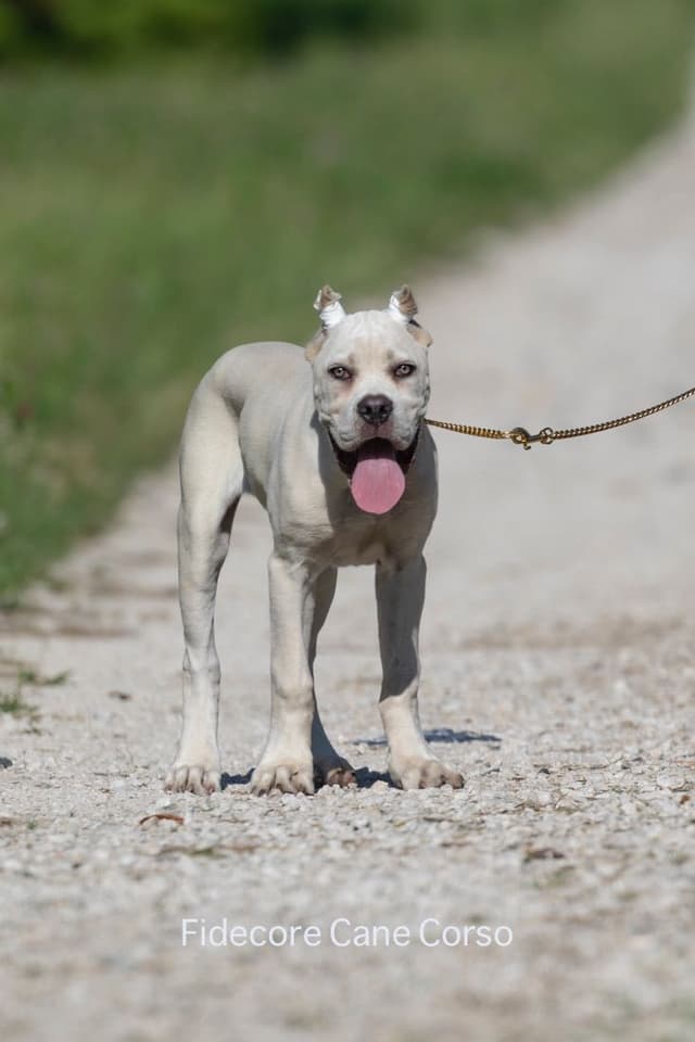 FIDECORE Cane Corso Puppies media 4