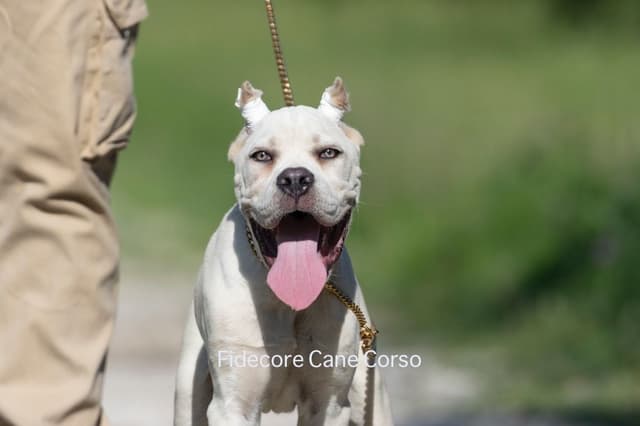 FIDECORE Cane Corso Puppies media 7