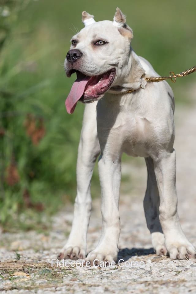 FIDECORE Cane Corso Puppies media 5