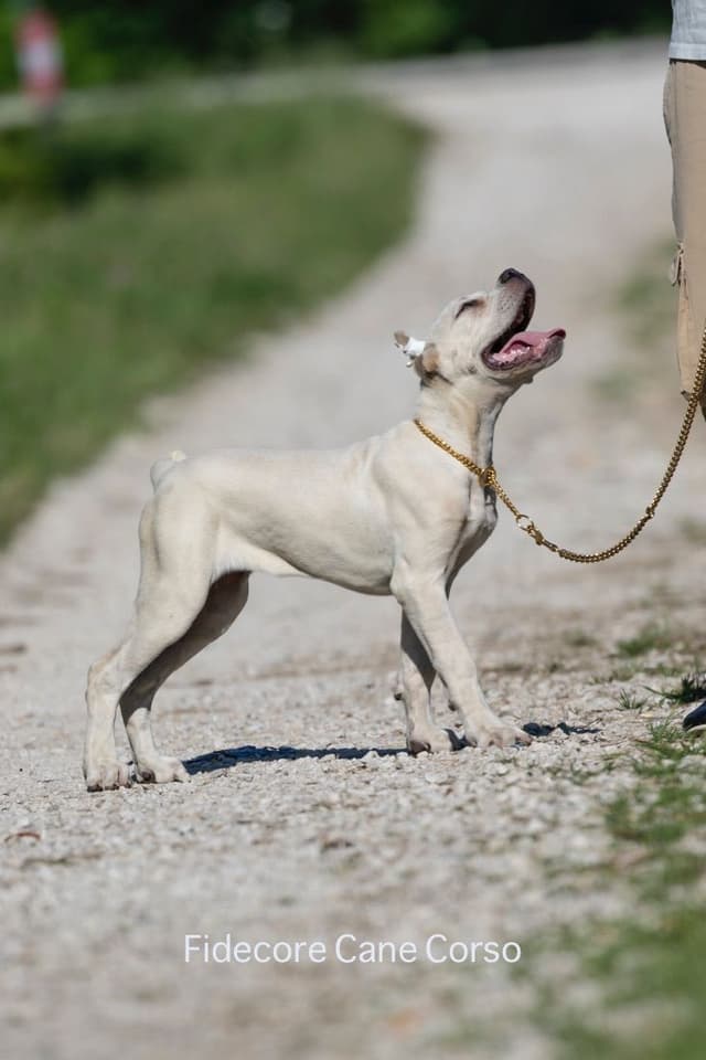 FIDECORE Cane Corso Puppies media 6