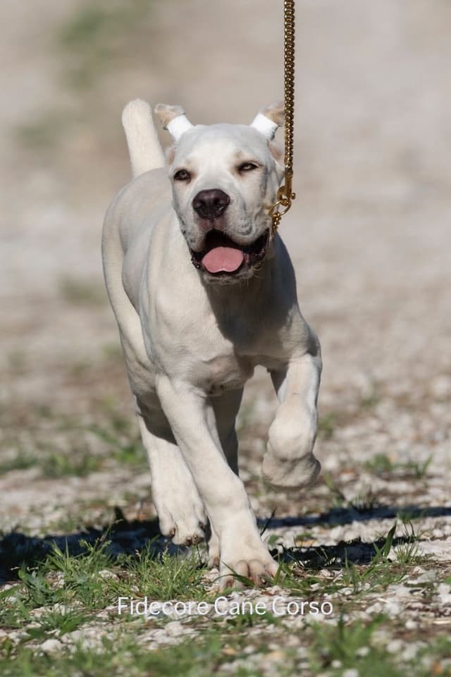 FIDECORE Cane Corso Puppies media 9
