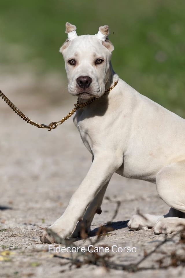 FIDECORE Cane Corso Puppies media 13