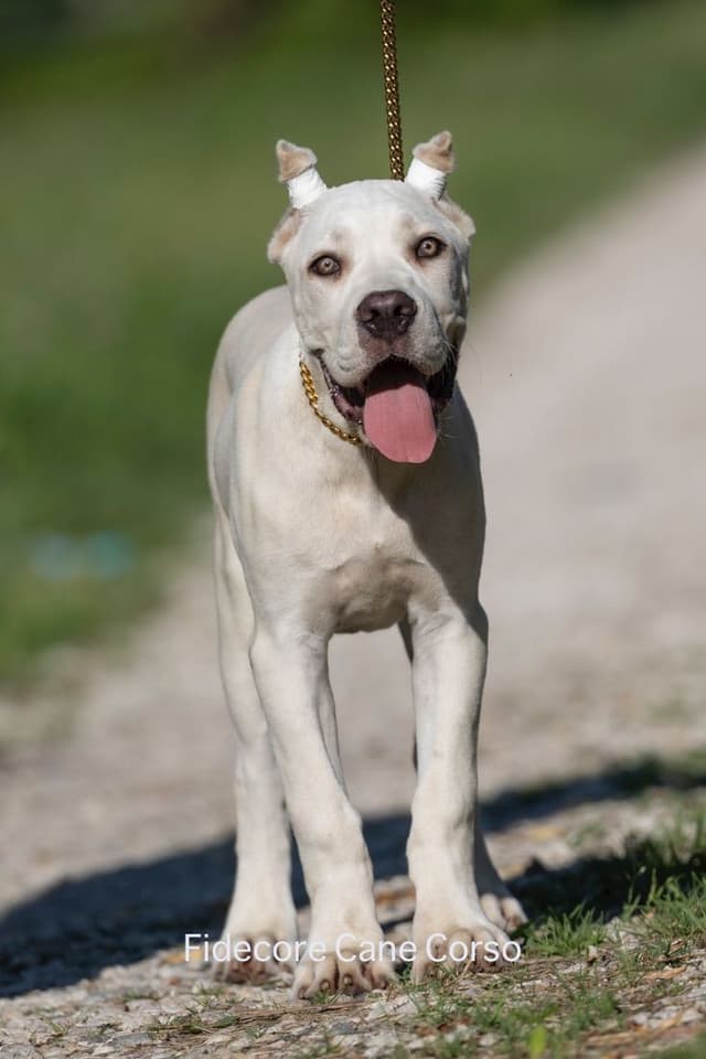 FIDECORE Cane Corso Puppies media 12