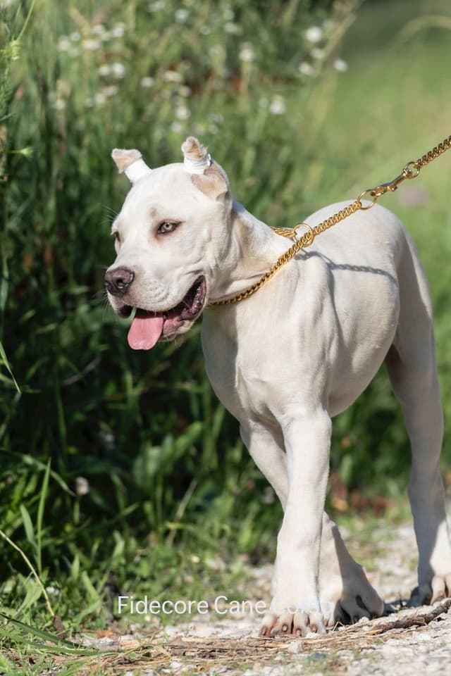 FIDECORE Cane Corso Puppies media 14