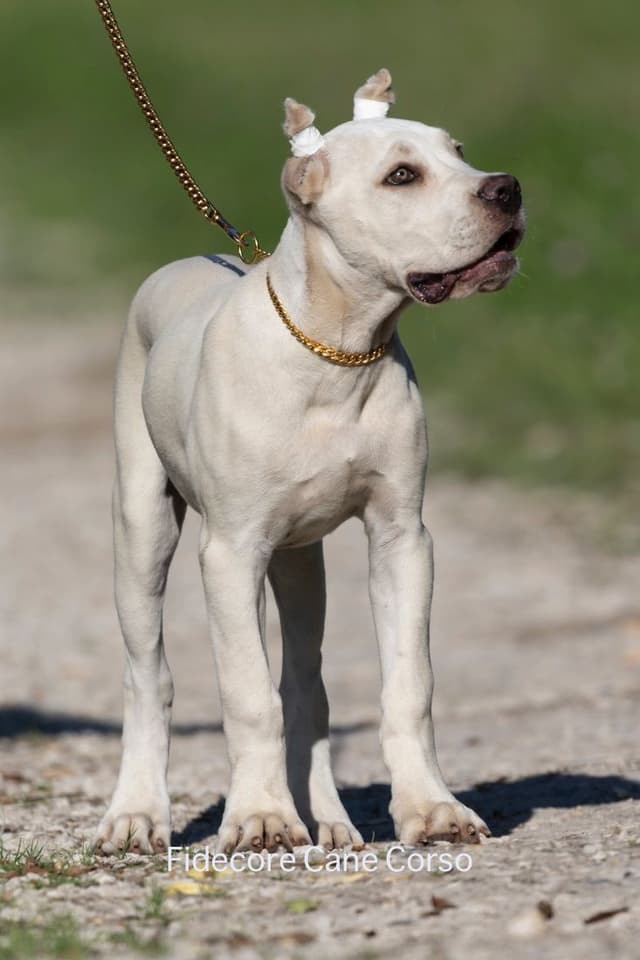 FIDECORE Cane Corso Puppies media 17
