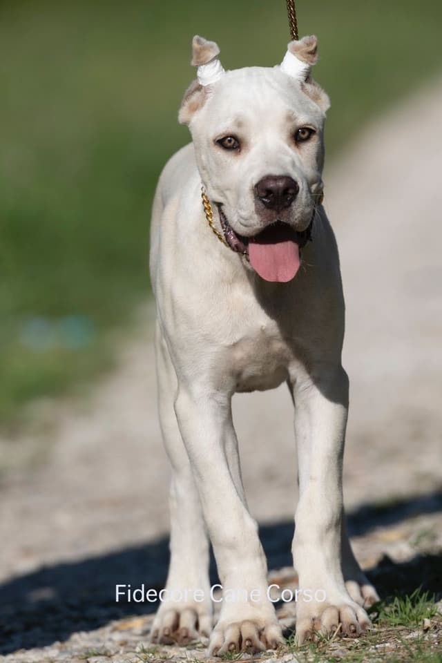 FIDECORE Cane Corso Puppies media 15