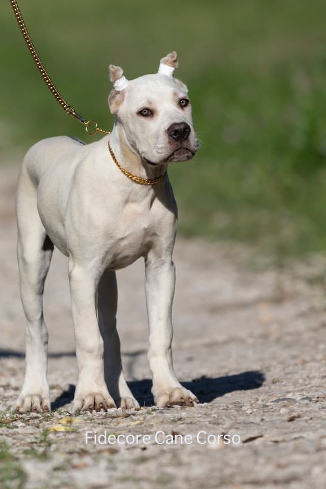 FIDECORE Cane Corso Puppies media 18