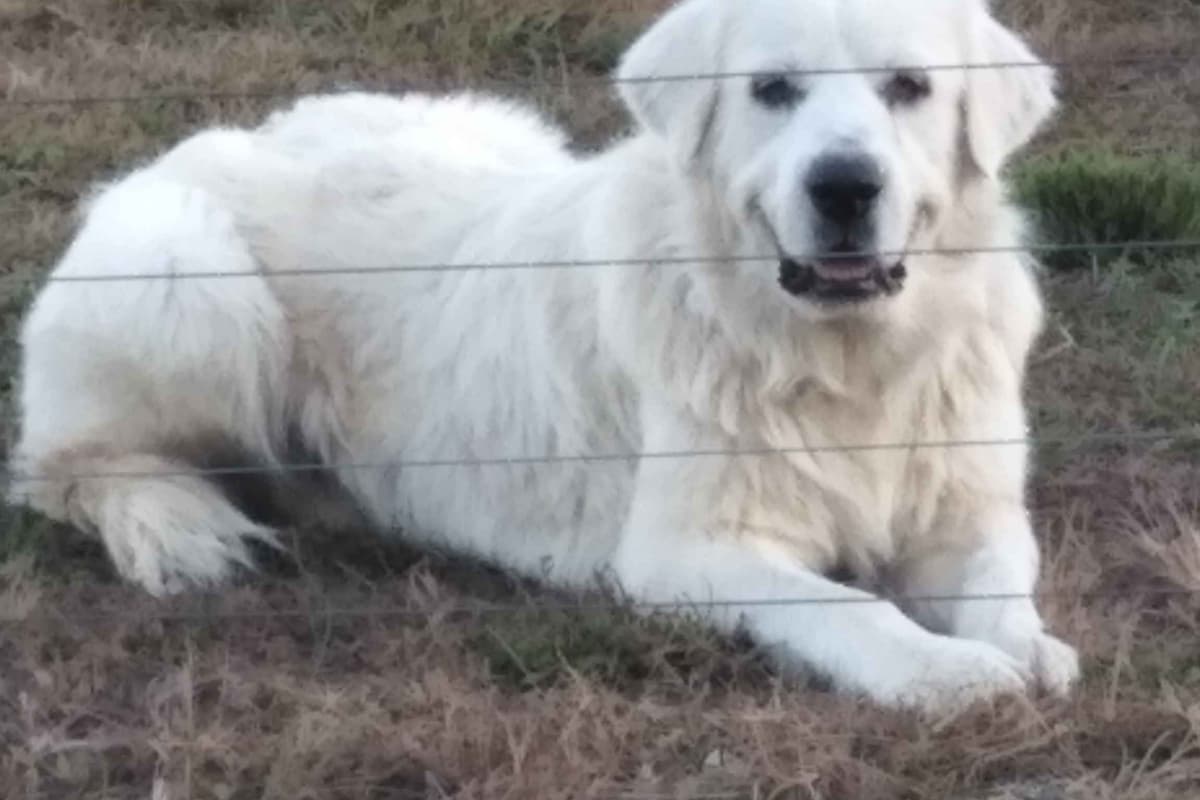 Great Pyrenees Puppies breeder image 7