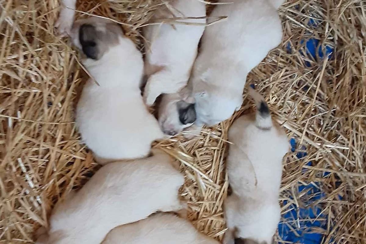 Great Pyrenees Puppies breeder image 3