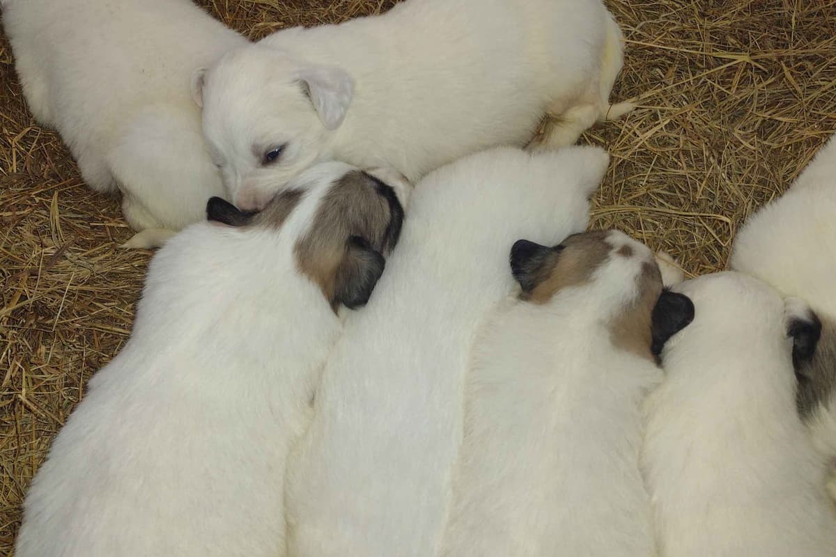 Great Pyrenees Puppies breeder image 4
