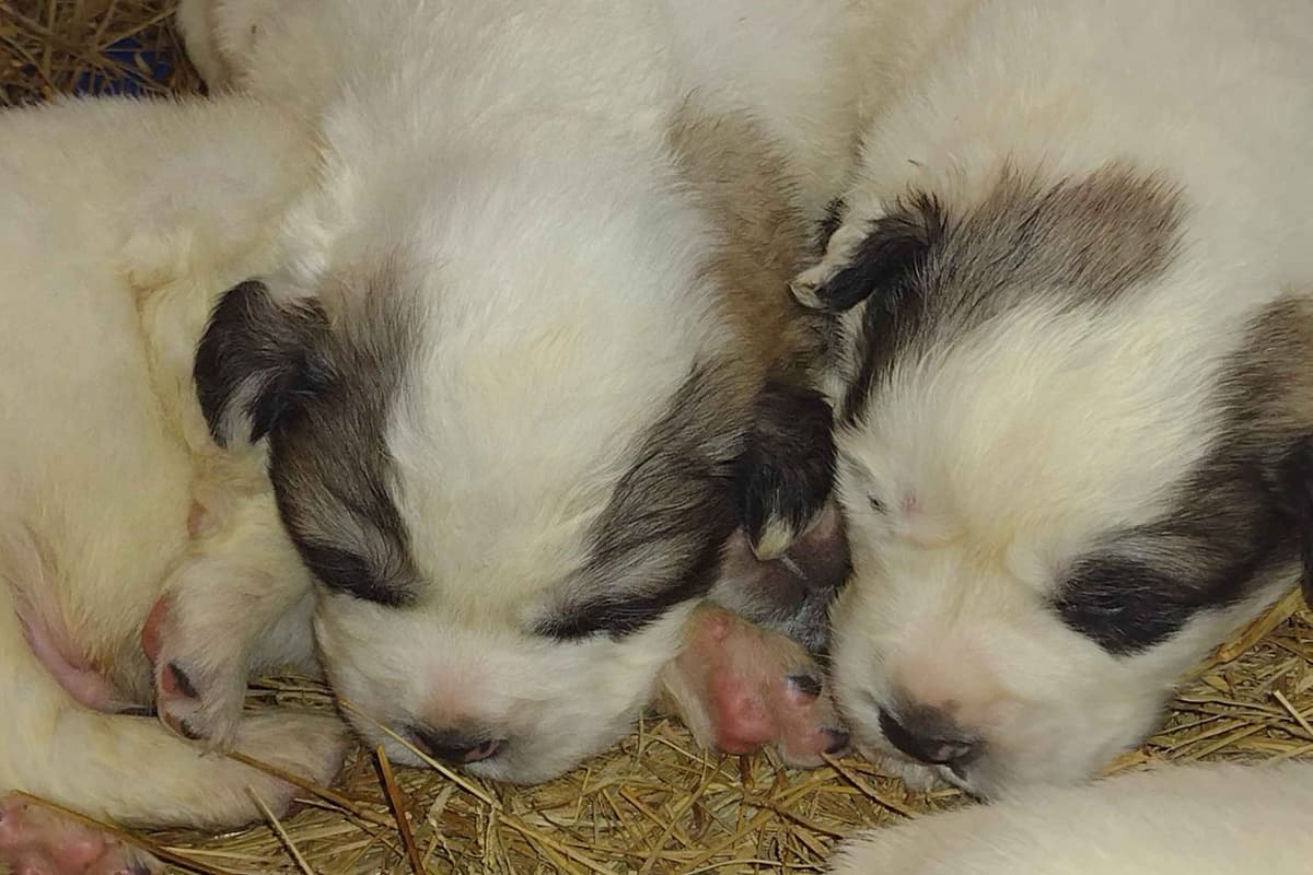 Great Pyrenees Puppies breeder image 5