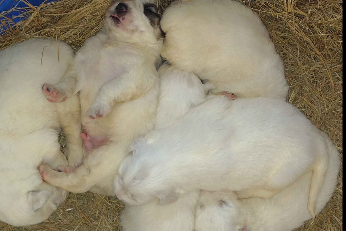 Great Pyrenees Puppies breeder image 6