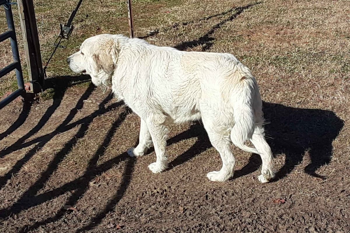 Great Pyrenees Puppies breeder image 10