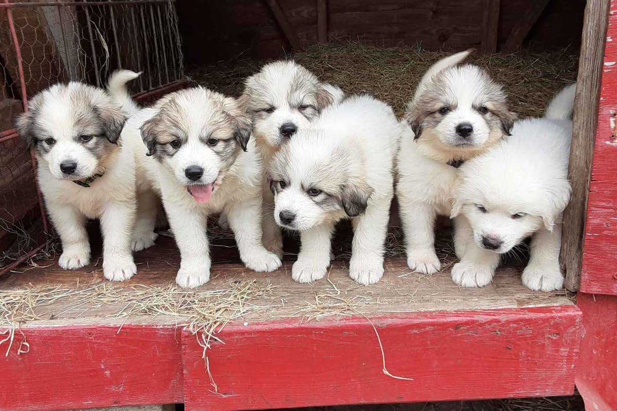 Great Pyrenees Puppies breeder image 2