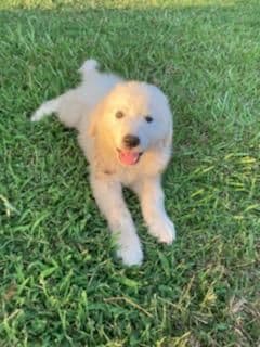 Great Pyrenees Puppies breeder image 14