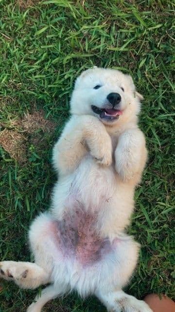 Great Pyrenees Puppies breeder image 15