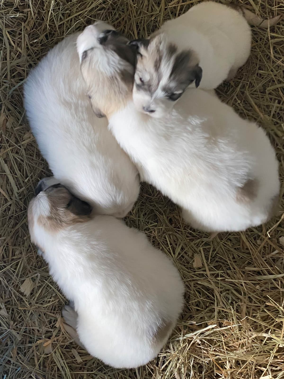 Great Pyrenees Puppies breeder image 17
