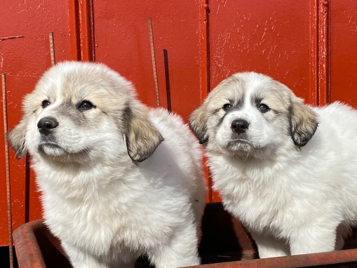 Great Pyrenees Puppies breeder image 18