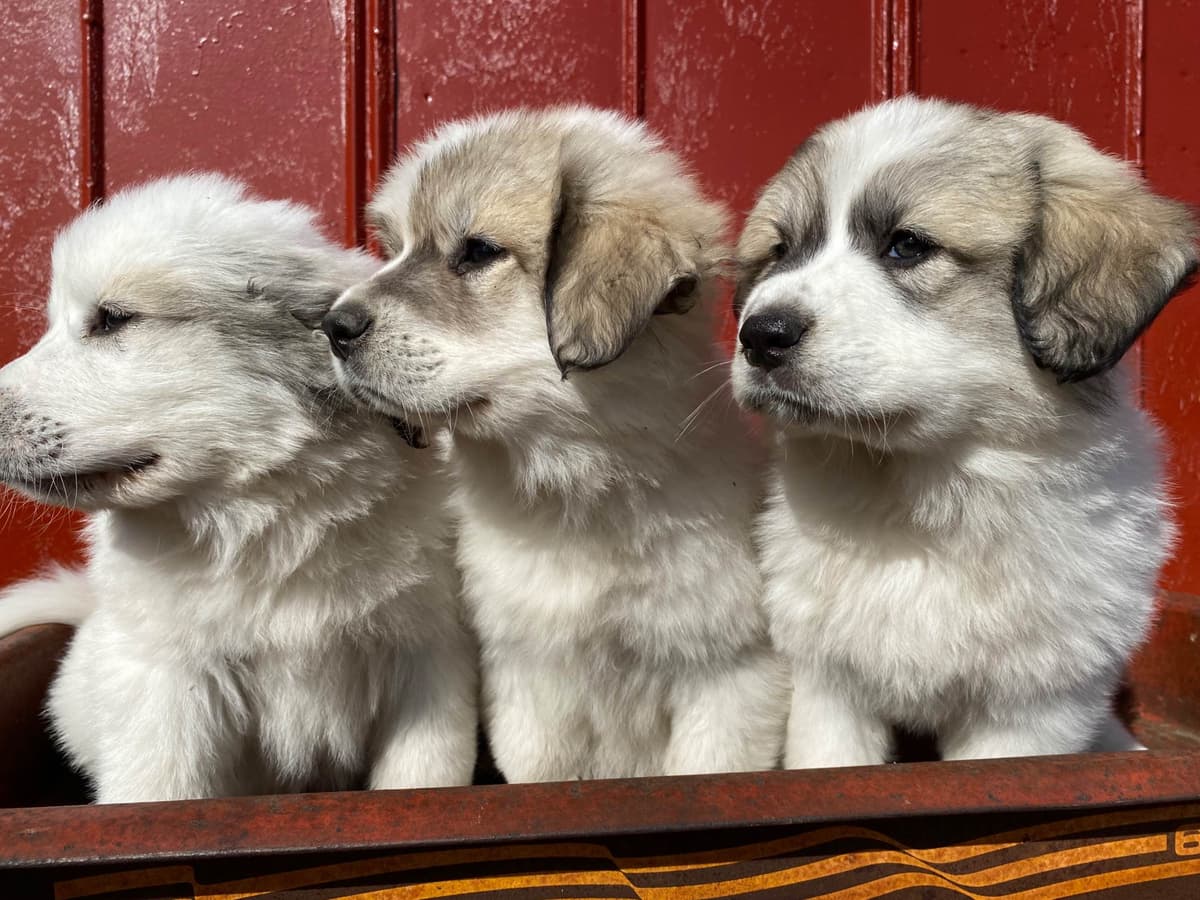 Great Pyrenees Puppies breeder image 19