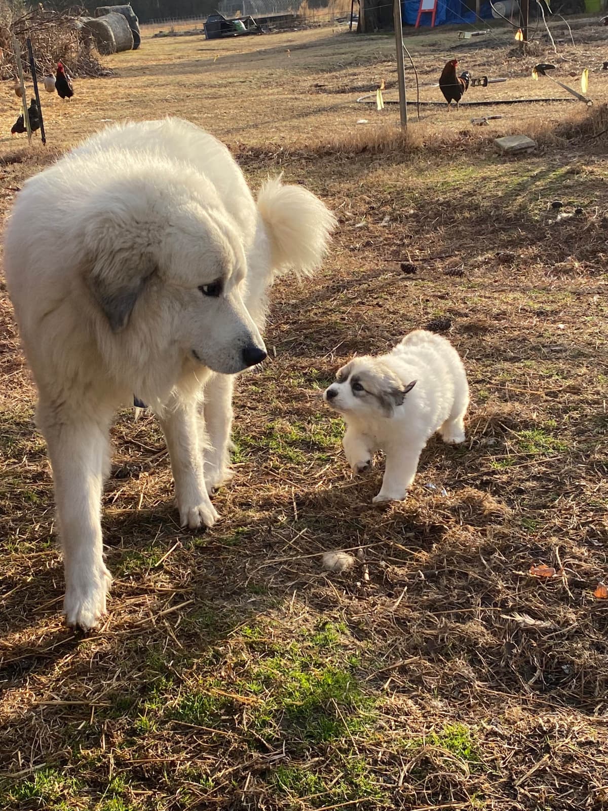 Great Pyrenees Puppies breeder image 20