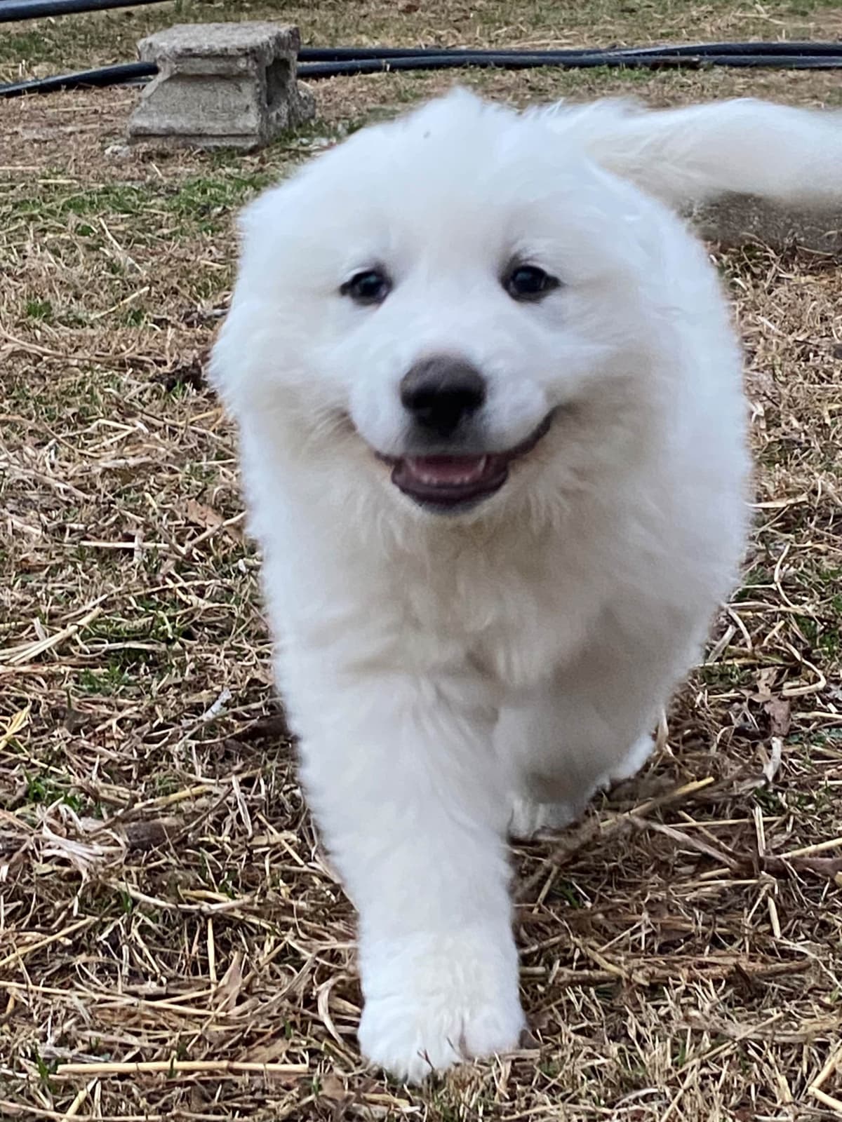 Great Pyrenees Puppies breeder image 22